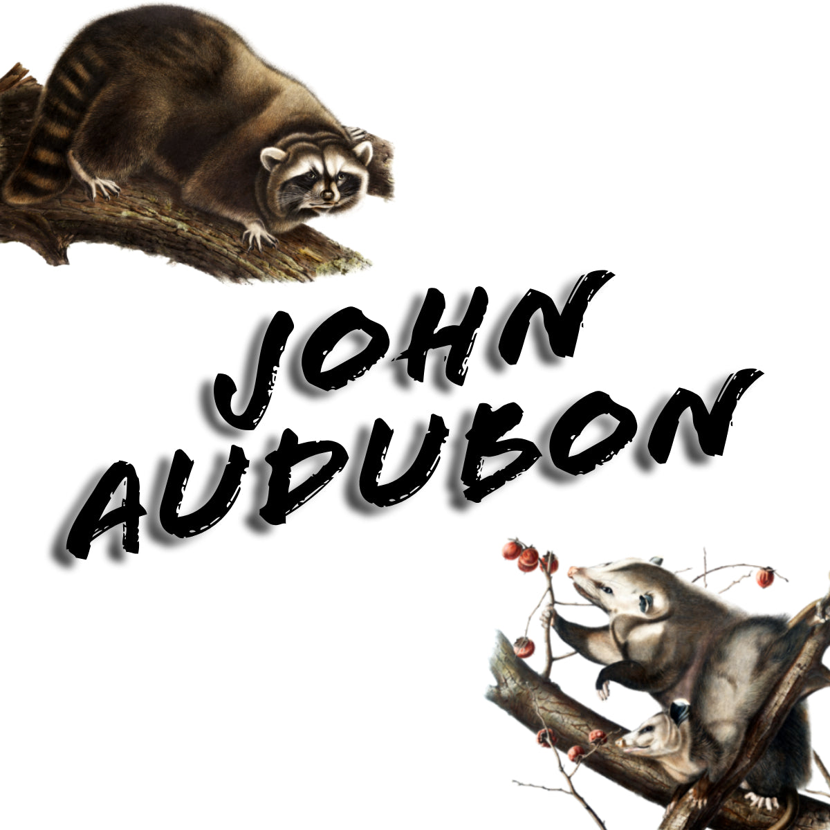 The Art of Audubon | The Complete Mammals and Birds