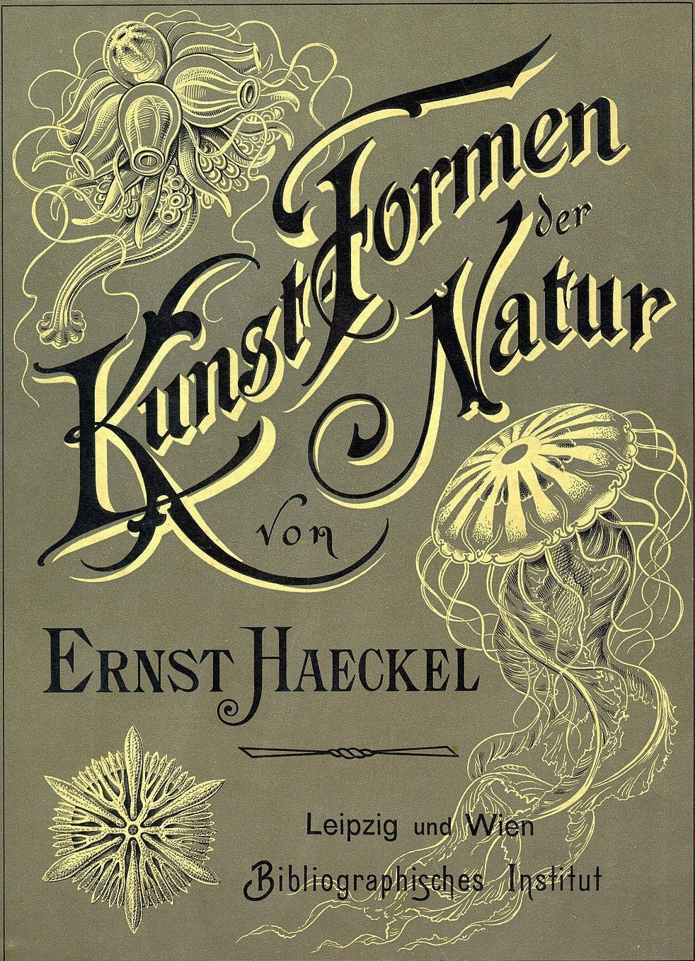 Kunstformen der Natur | Ernst Haeckel ♂♀